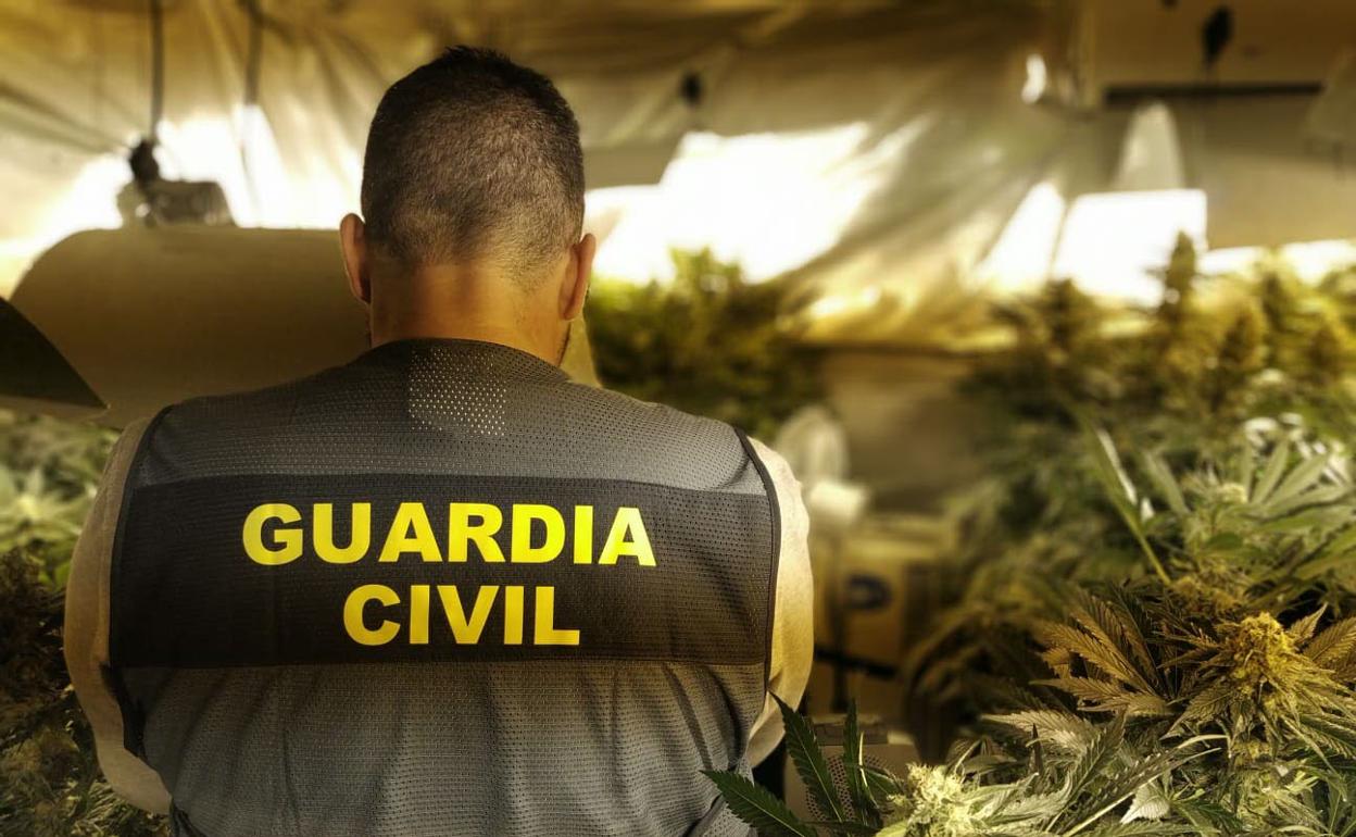 Un guardia civil en una plantación de marihuana. 