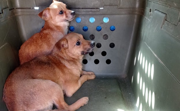 Hallan el cadáver de un hombre con mordeduras de sus perros en Museros