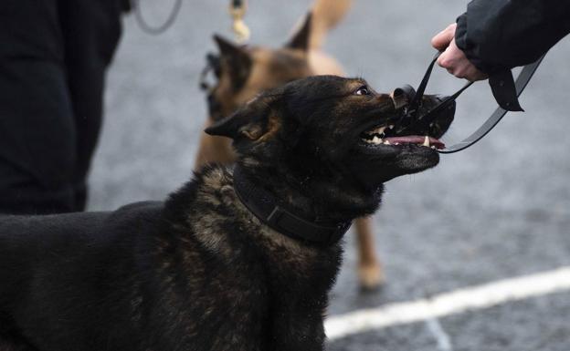 Detienen al dueño de un perro que mordió a una niña de cinco años en Valencia 