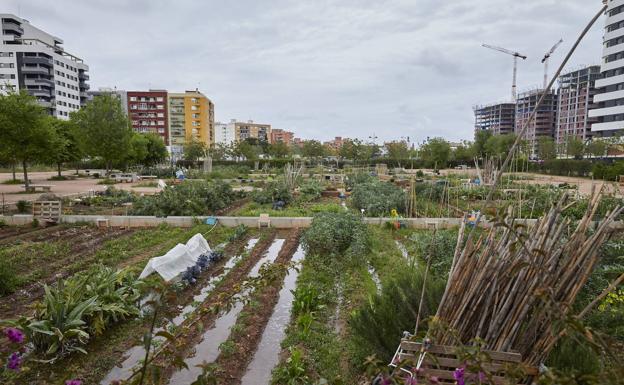 Imagen principal - El fracaso de los huertos urbanos en Valencia