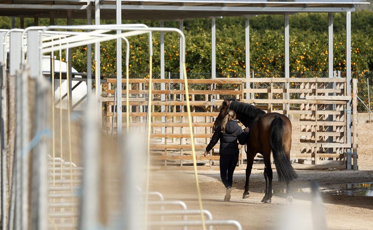 Un caballo en el centro de Godella donde se detectó el brote. 