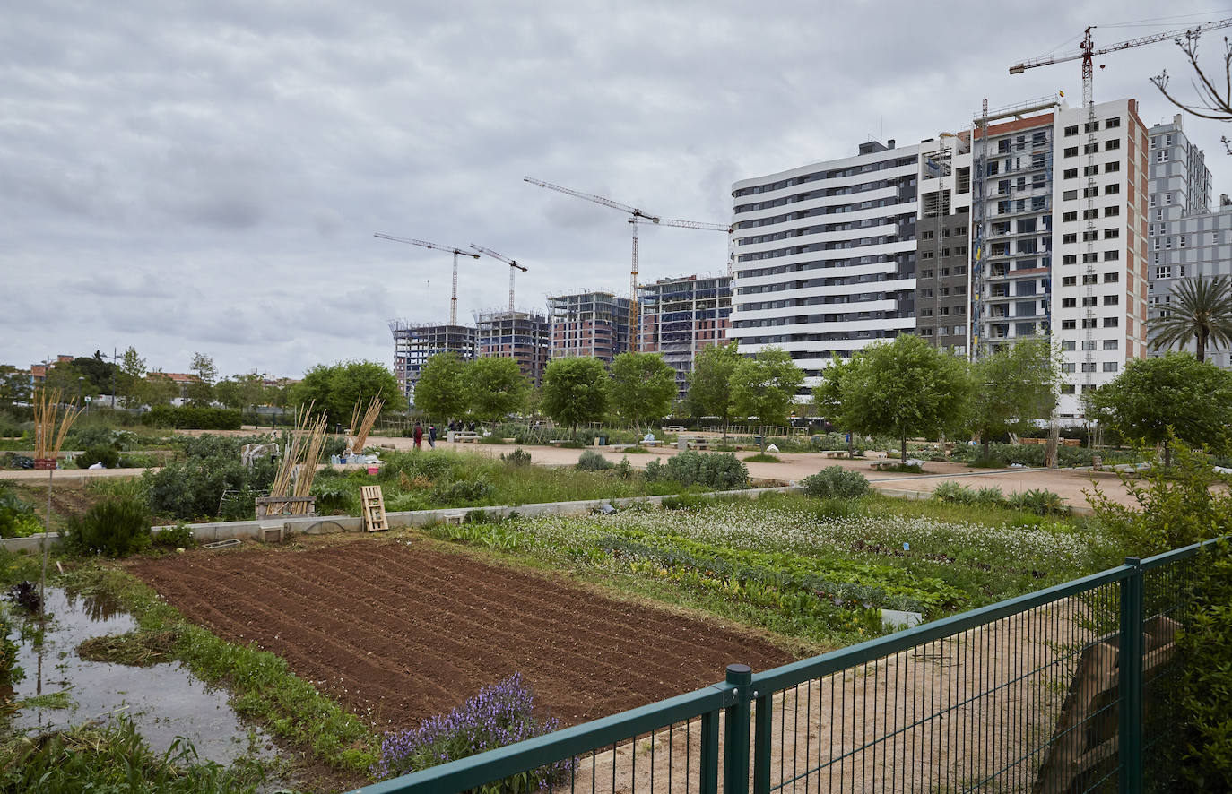 Huertos urbanos de Valencia. 