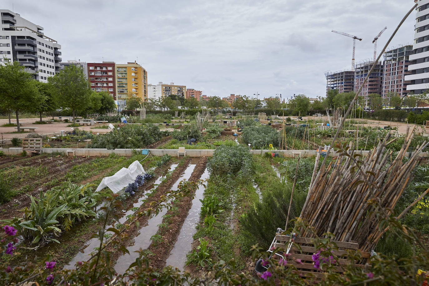 Huertos urbanos de Valencia. 