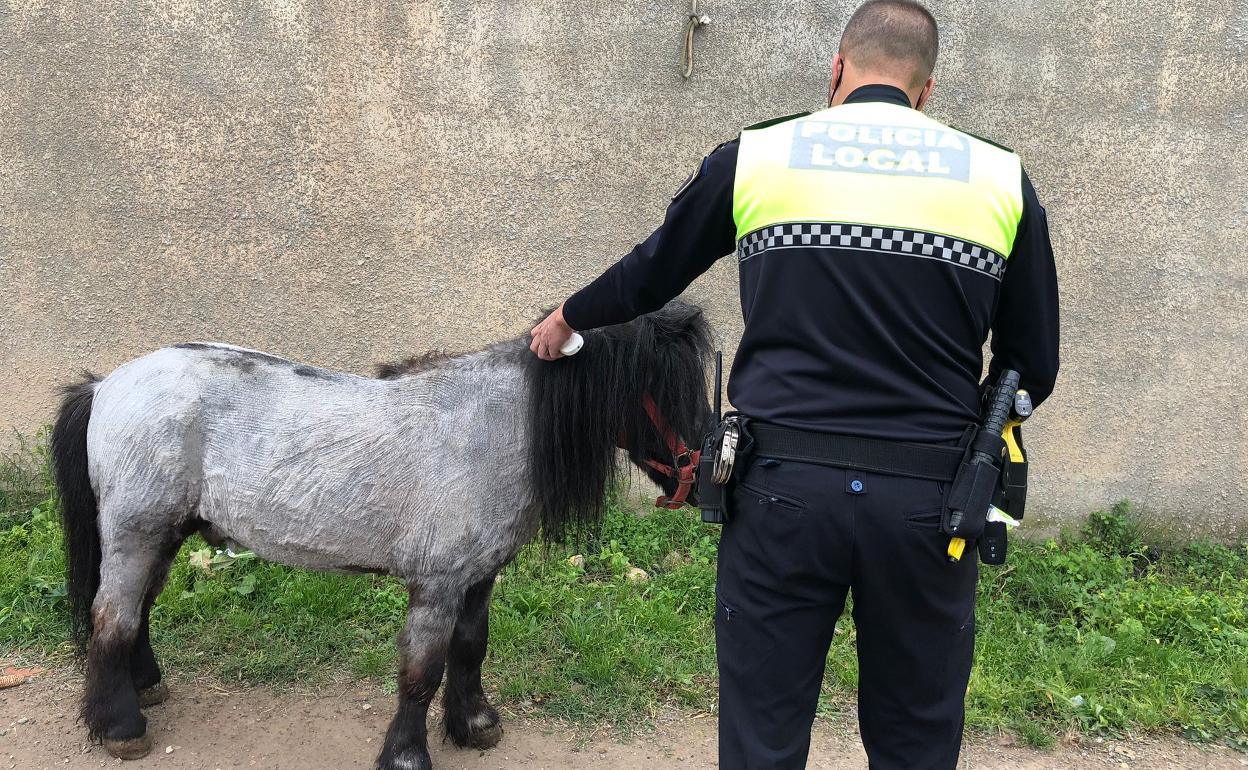 Un agente  junto al pony rescatado. 