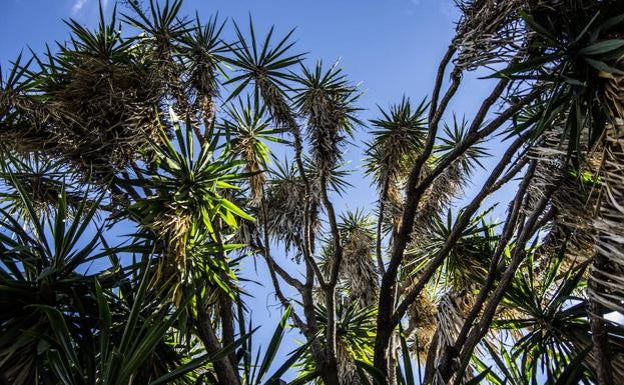 El Jardí Botànic ofrece visitas guiadas gratuitas este domingo.