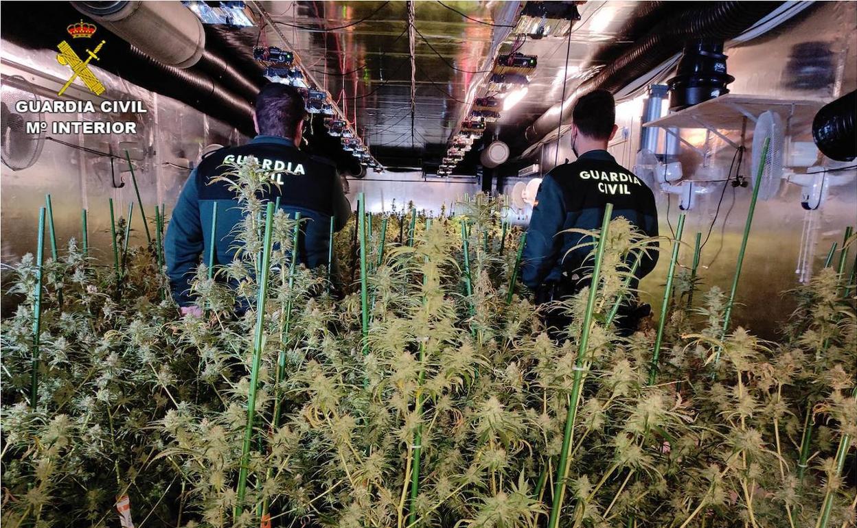 Los agentes comprueban la plantación de marihuana. 