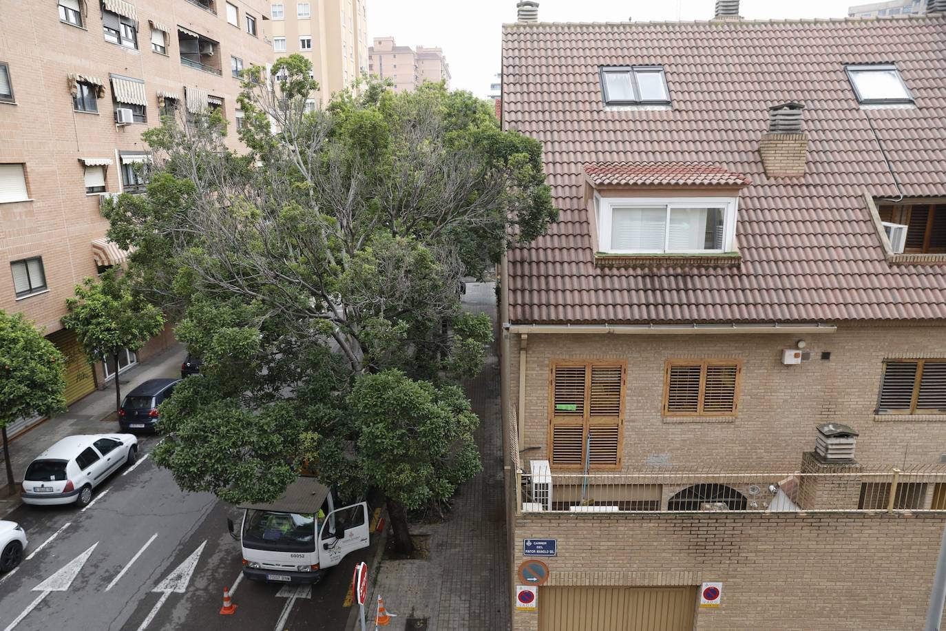 Tras años de quejas de los residentes del barrio de Benimaclet de Valencia, se ha podado un almez enorme que estaba pegado a la fachada de las casas de los vecinos. El árbol no les dejaba entrar la luz y era un nido de palomas, ratas y bichos. 