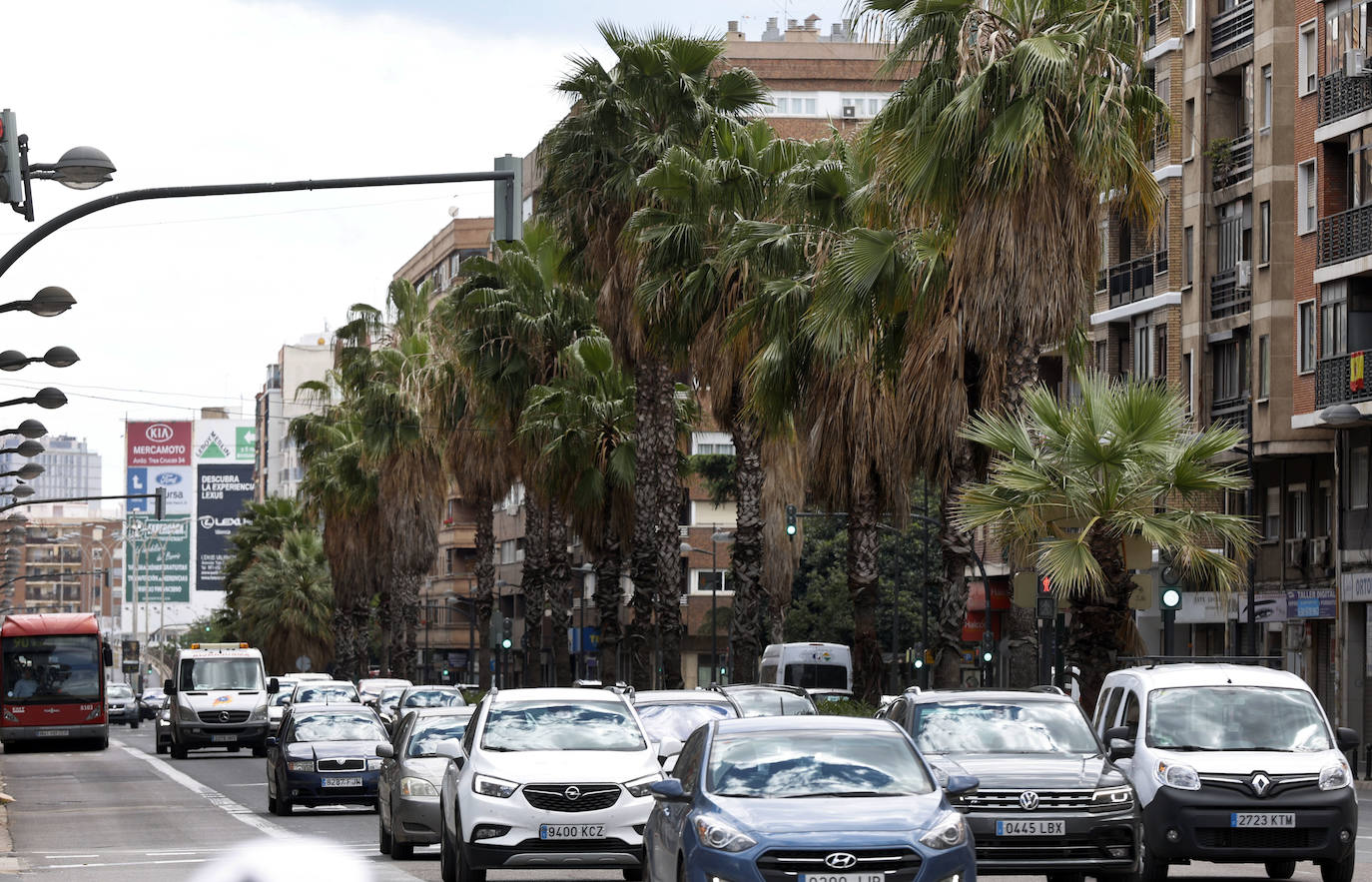 Falta de poda en las palmeras de la Avda. Perez Galdós