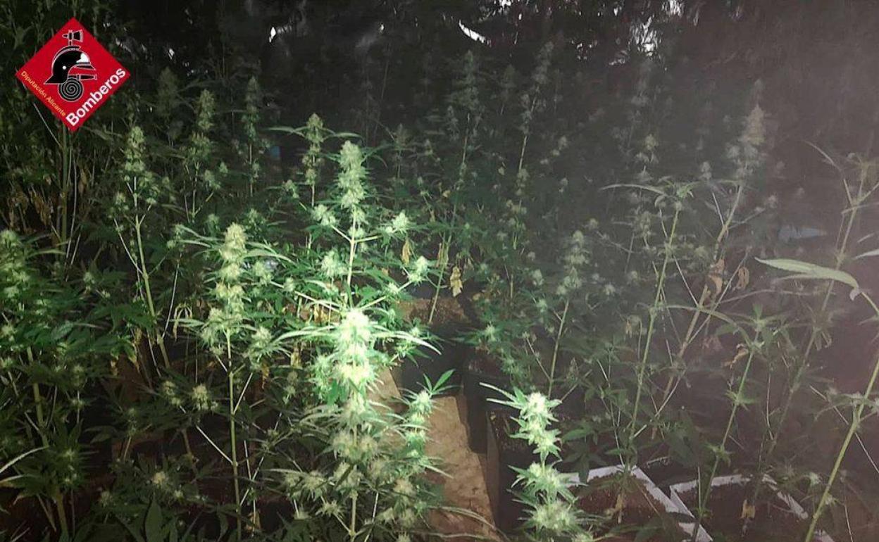 Imagen de la plantación de marihuana encontrada este martes en San Vicente del Raspeig. 