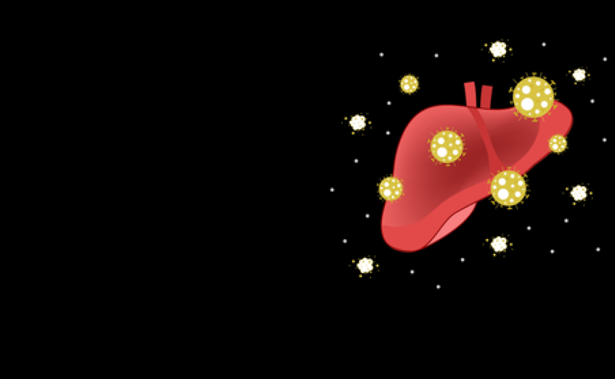 Así afecta la infección por coronavirus al hígado