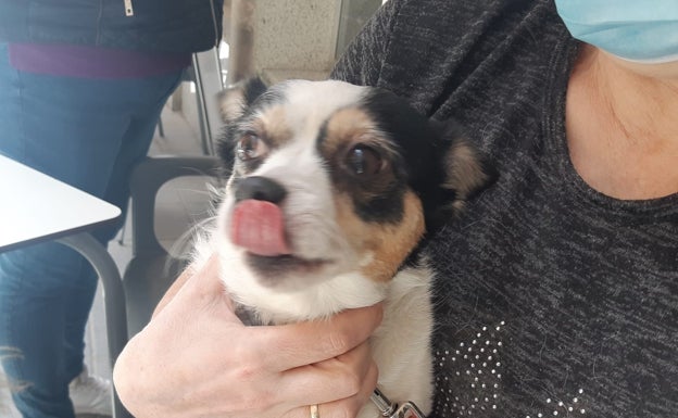 El perro rescatado por el jefe de la Policía Local de Utiel. 