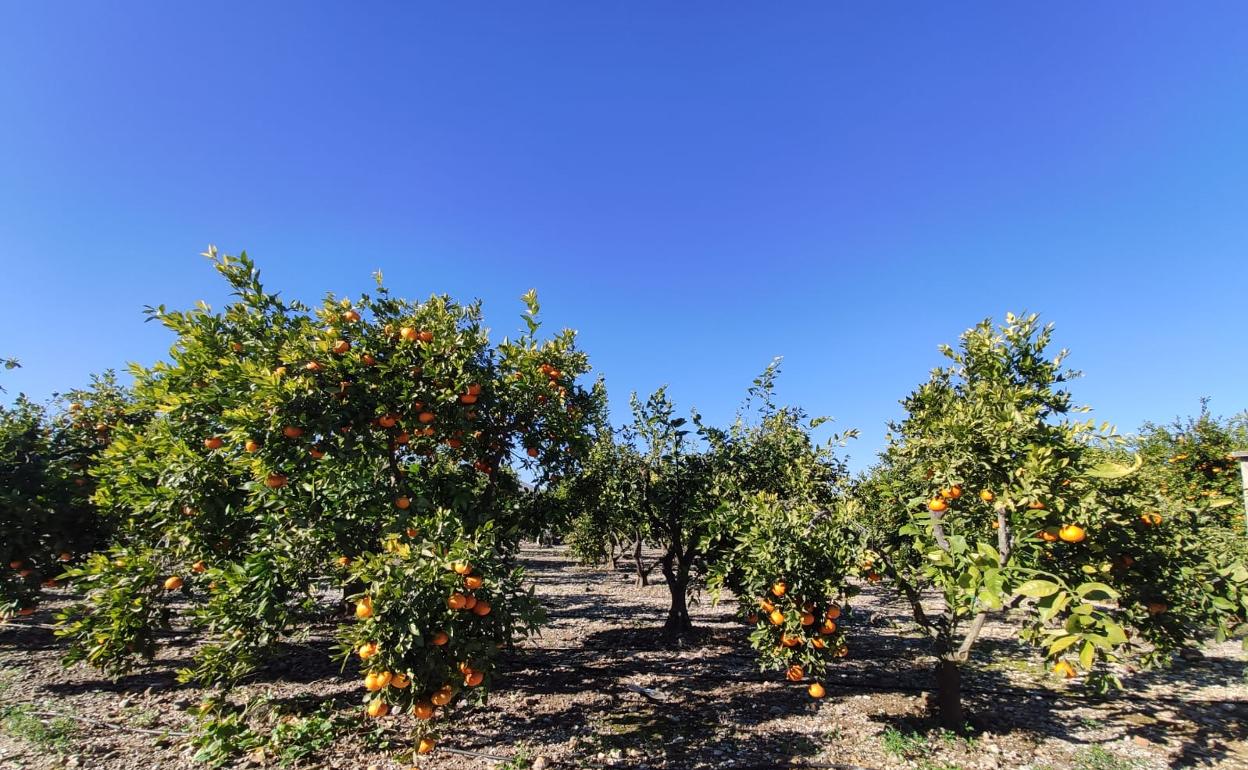 Un huerto de naranjas con la fruta todavía por recolectar. 