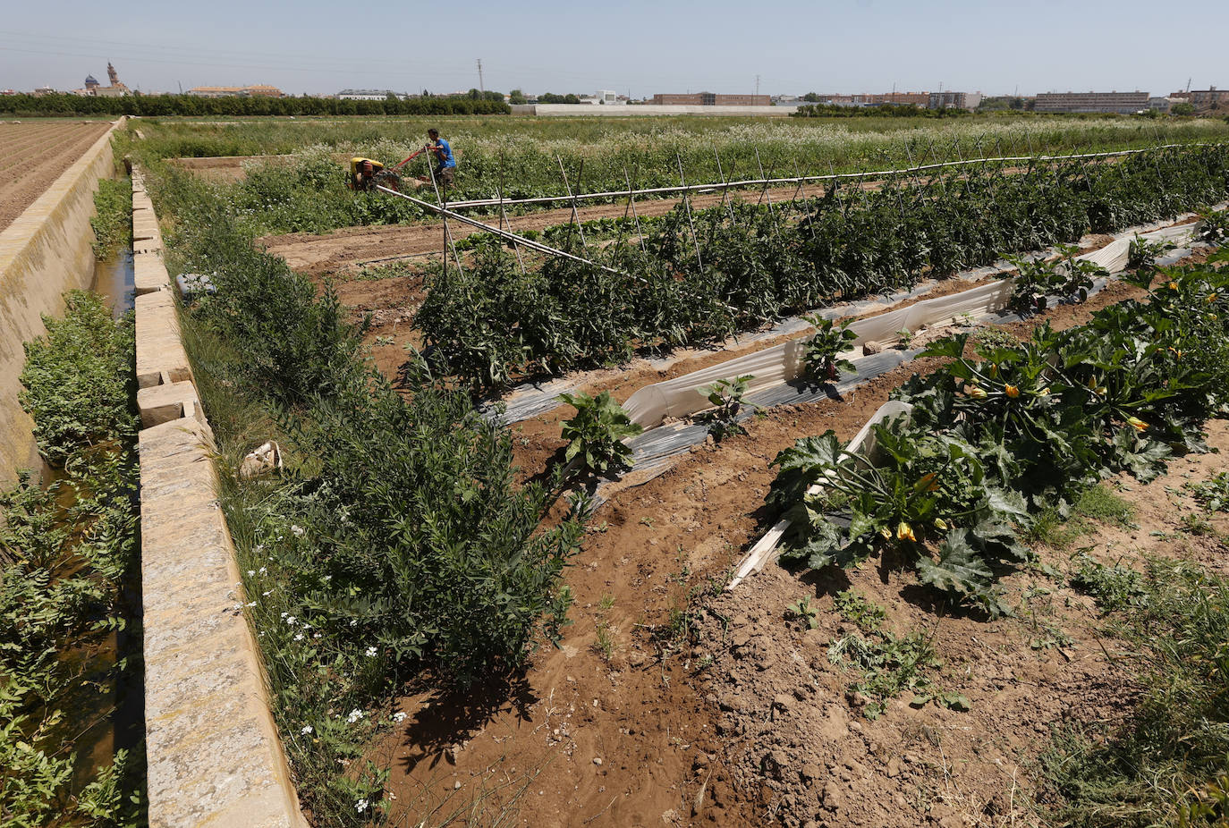 Joan, agricultor de l'Horta Nord explota, comercialmente, con métodos ecológicos y biológicos sus campos repartidos por los municipios de Foios y Barri Roca.