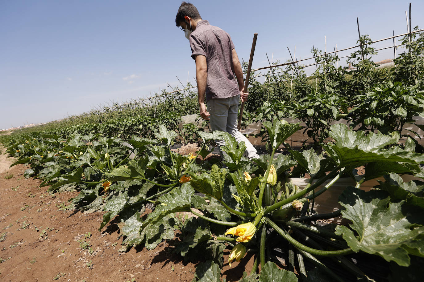 Joan, agricultor de l'Horta Nord explota, comercialmente, con métodos ecológicos y biológicos sus campos repartidos por los municipios de Foios y Barri Roca.