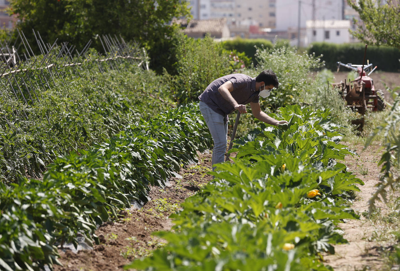 Joan, agricultor de l'Horta Nord explota, comercialmente, con métodos ecológicos y biológicos sus campos repartidos por los municipios de Foios y Barri Roca.