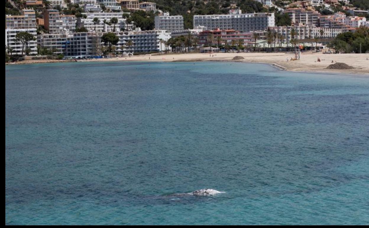 La ballena gris enferma encontrada en Mallorca nada en aguas de Santa Ponça, en Calvià 