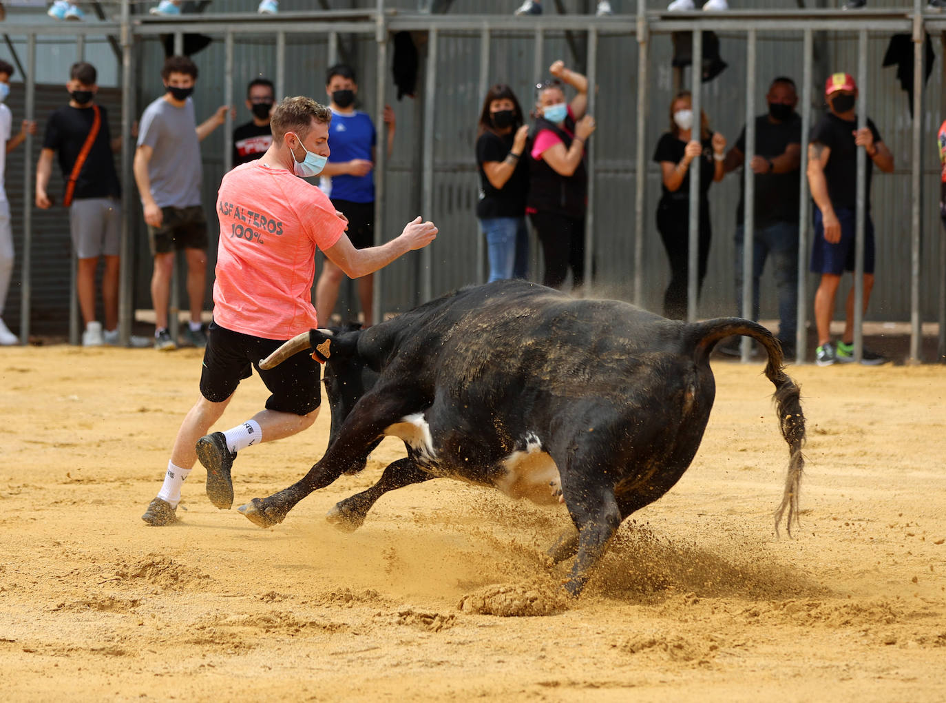 Meliana se ha convertido en el primer municipio valenciano en recuperar los bous al carrer en una primera fase.