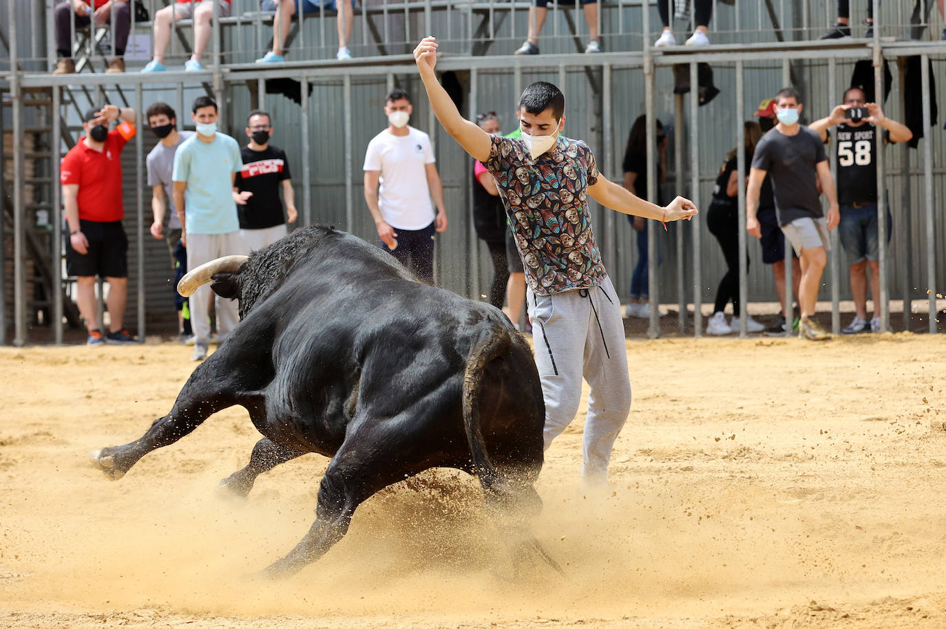 Meliana se ha convertido en el primer municipio valenciano en recuperar los bous al carrer en una primera fase.