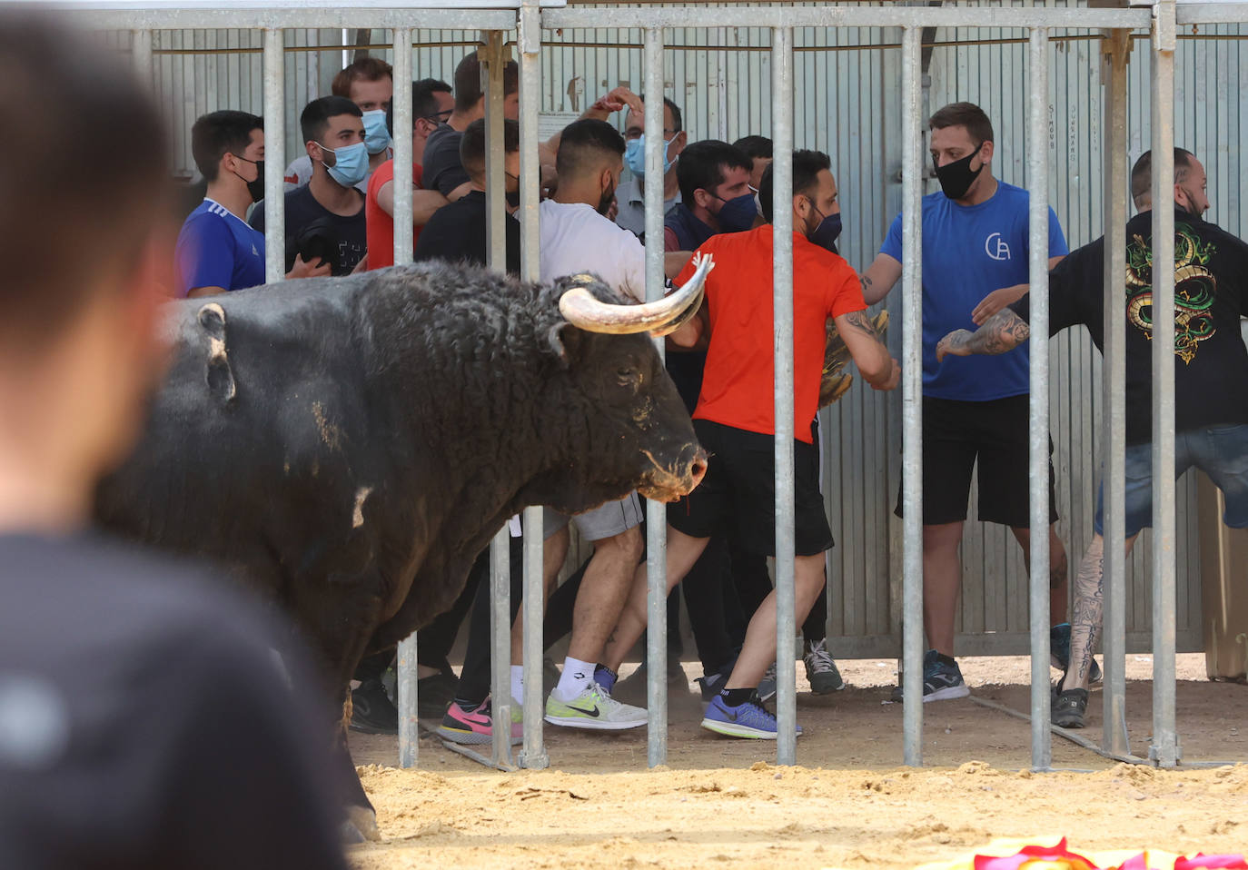 Meliana se ha convertido en el primer municipio valenciano en recuperar los bous al carrer en una primera fase.