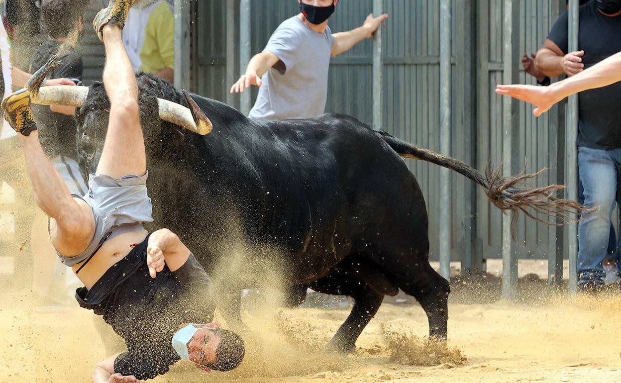 Bous al carrer en Meliana | Un herido en el regreso dels bous al carrer a  la Comunitat | Las Provincias