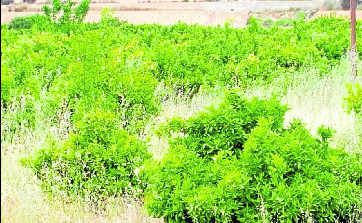 Paraje de Porxinos donde el Valencia todavía tiene pendiente un conflicto. 