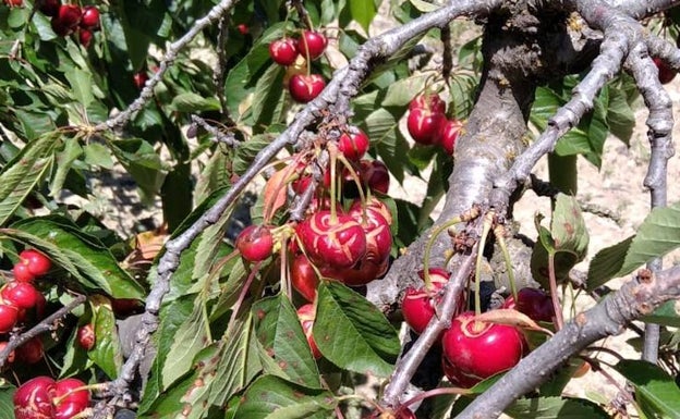 La fruta agrietada tras las lluvias del domingo. 