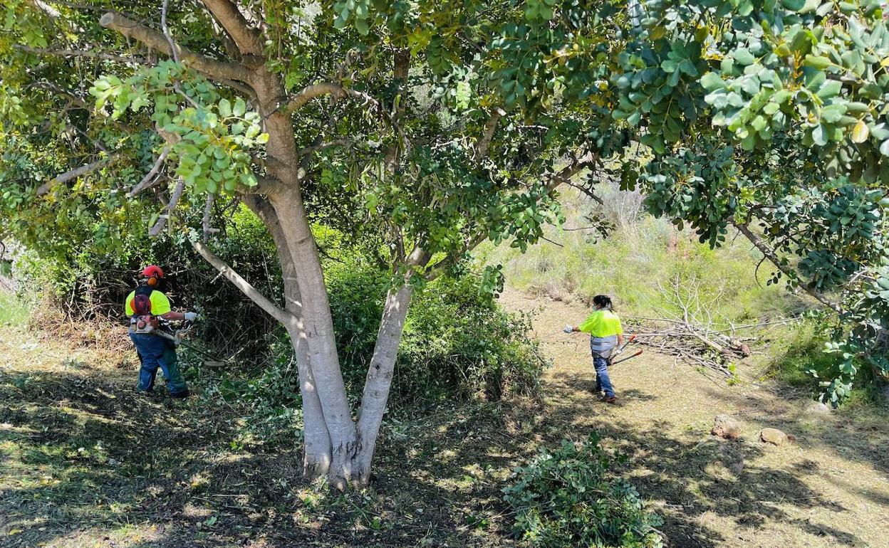 Tareas de limpieza de los barrancos. 