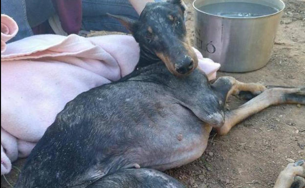 La perra herida, poco después de recibir los primeros auxilios en el refugio El Rebrot de la Vida.