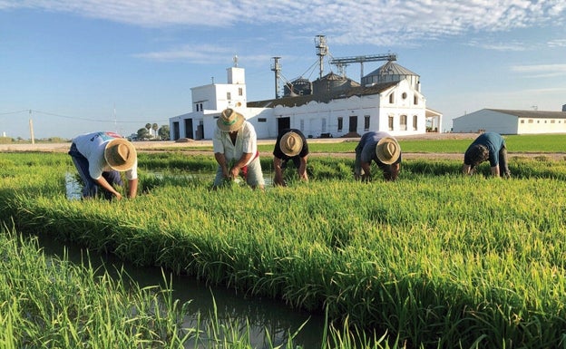 Trabajadores trasplantando el cultivo.