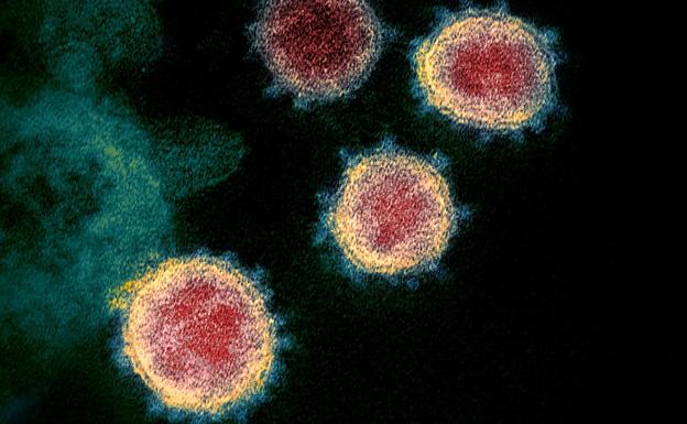 El virus SARS-CoV-2, bajo el microscopio.