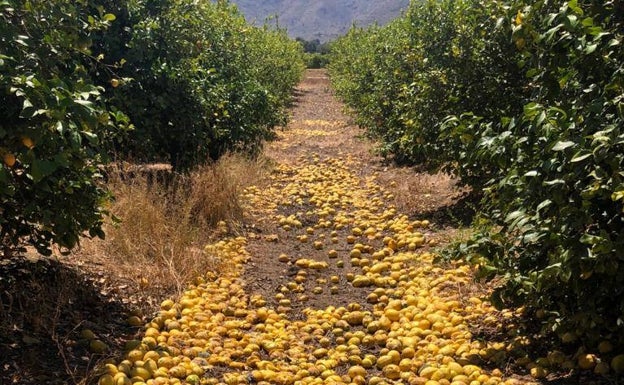 Limoneros en el campo alicantino. 