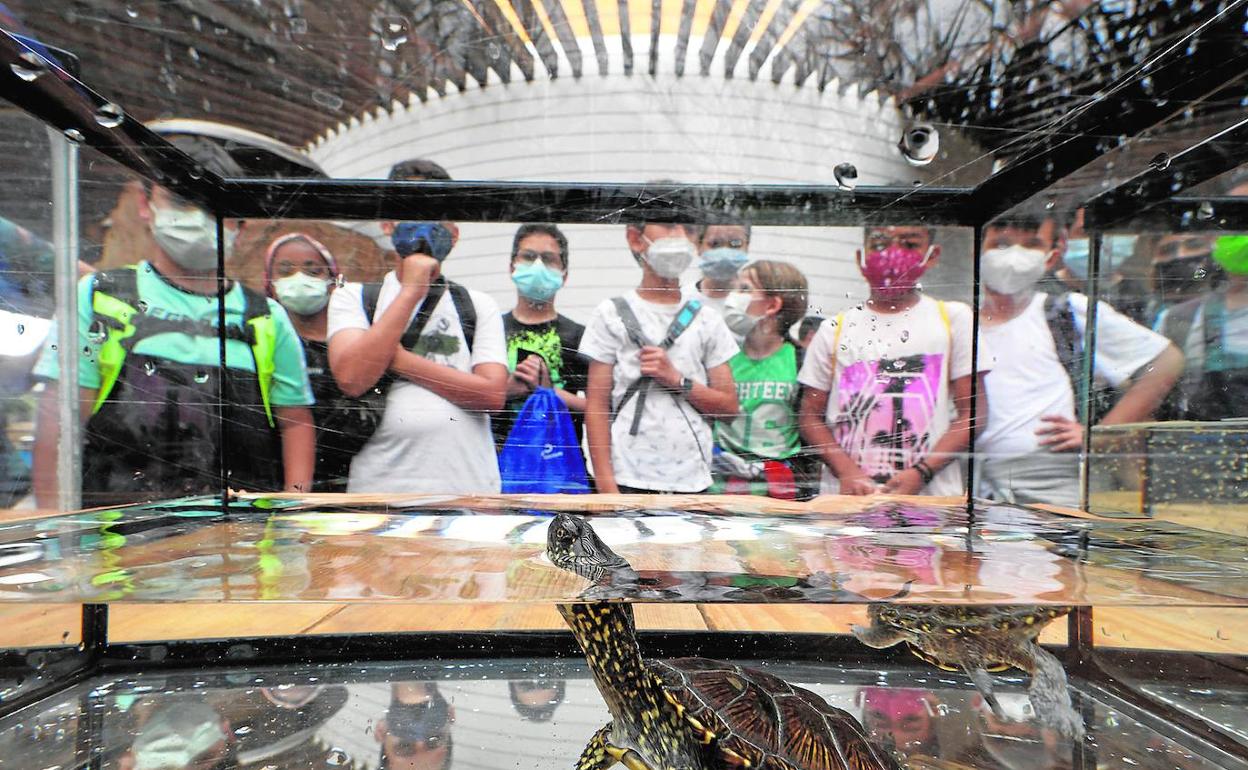 Varios niños miran una tortuga en l'Oceanogràfic. 