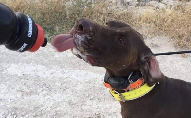 Un perro se hidrata durante una quedada del club de mushing alicantino. 