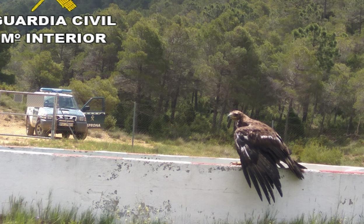 El águila rescatada por la patrulla del Seprona de la Guardia Civil de Ayora. 