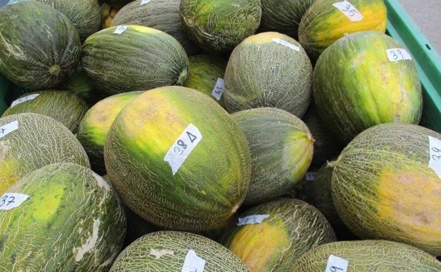 Melones recién recolectados. 