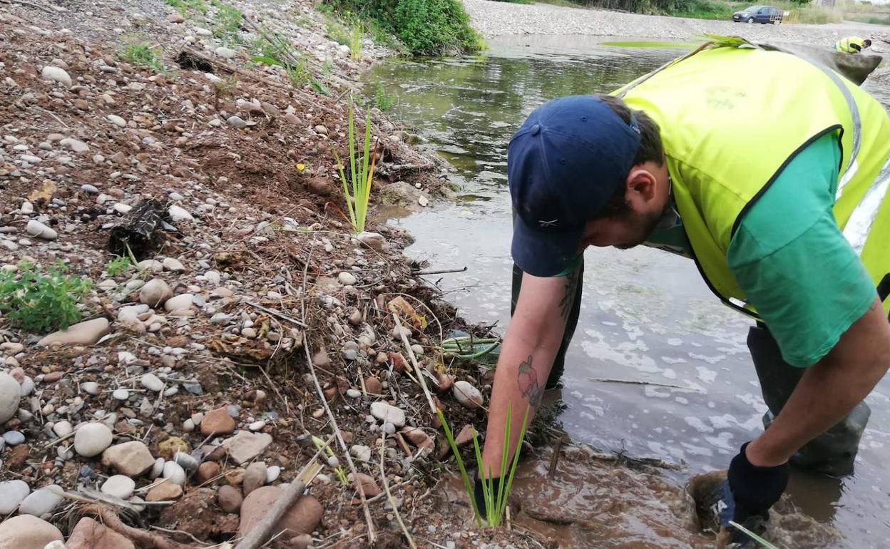 Trabajos de plantación en el río. 