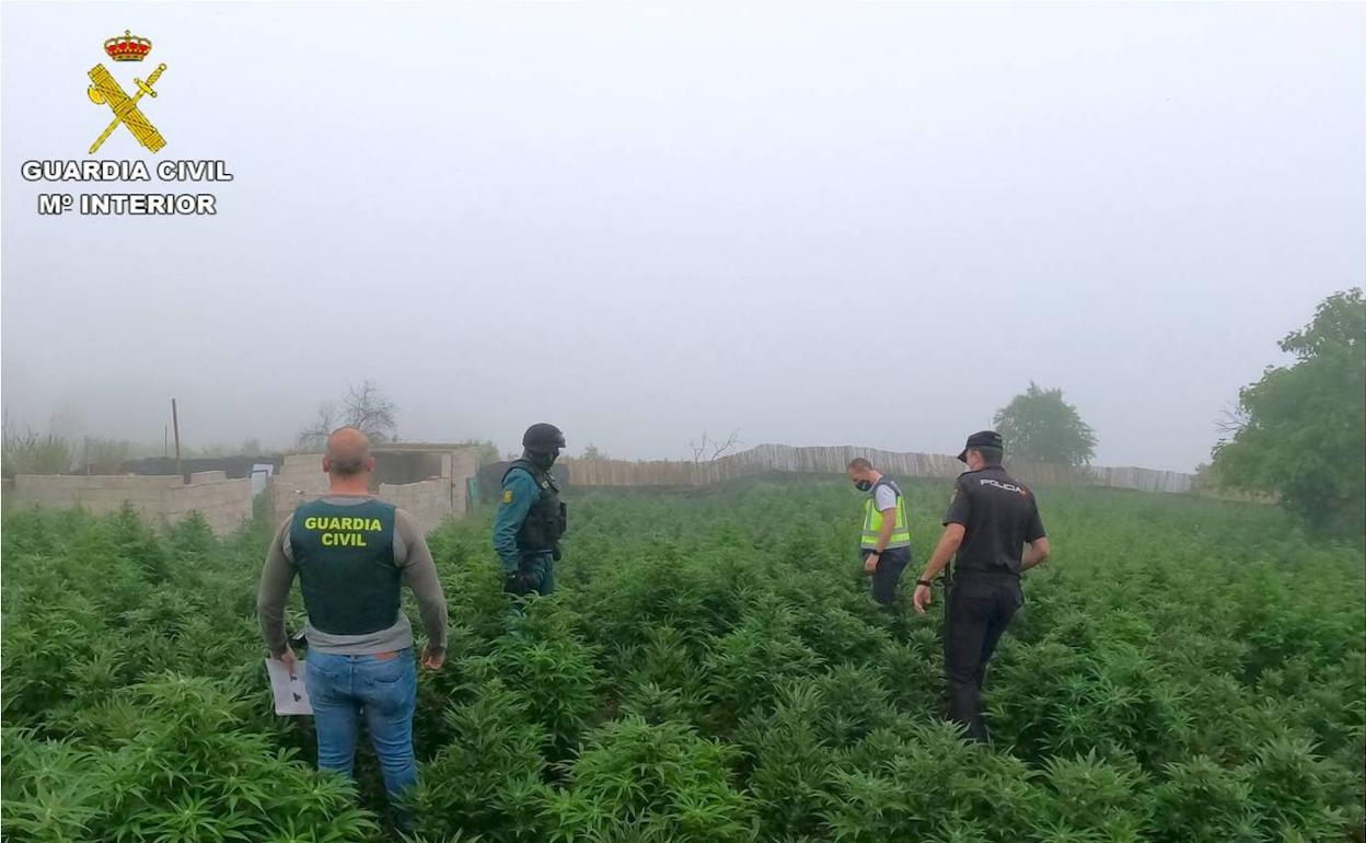 Policías y guardias civiles durante los registros en una de las fincas utilizadas para producir la droga.  