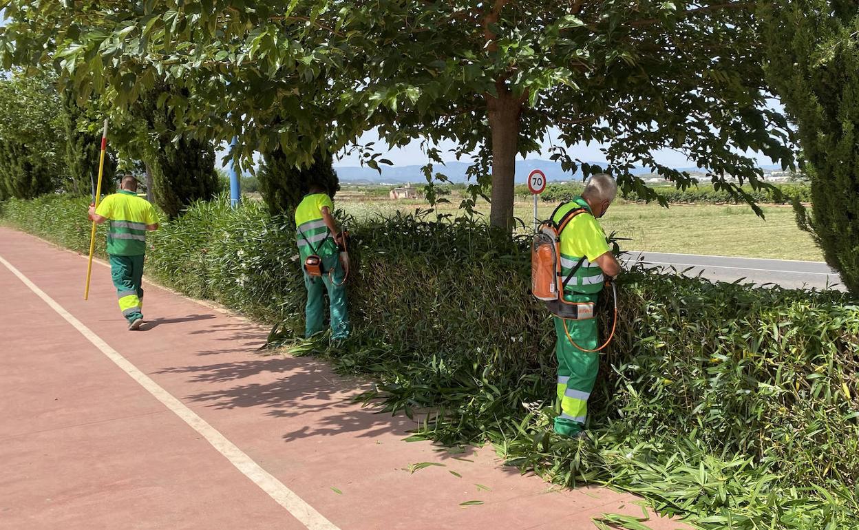 Trabajos de jardinería en el municipio. 