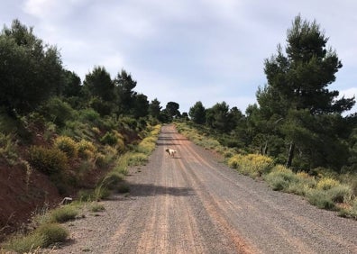 Imagen secundaria 1 - Al trote hasta la Ermita de la Virgen de la Milagrosa en el corazón de la Calderona