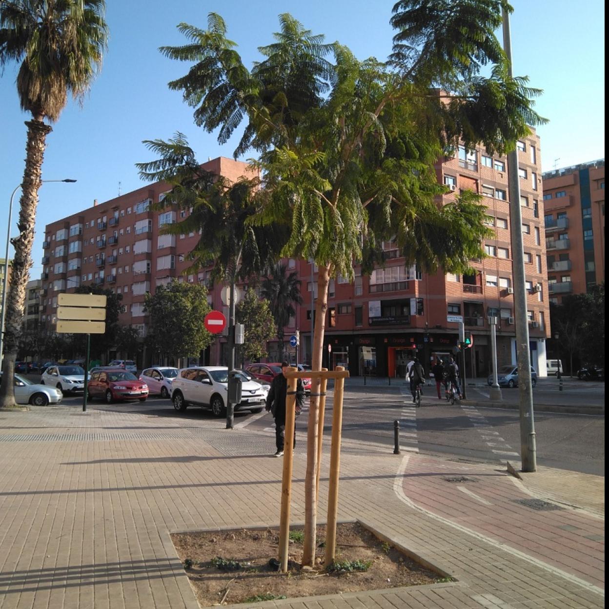 Nuevo árbol en Valencia.