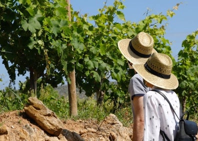 Imagen secundaria 1 - Los productores alicantinos, las viñas y el riu rau. 