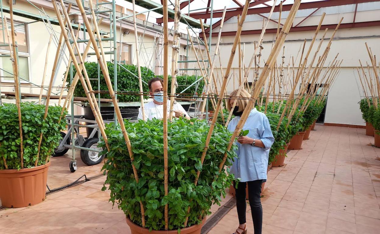 Ramón Asensi, junto a la alcaldesa, en l'Hort de les Alfàbegues. 