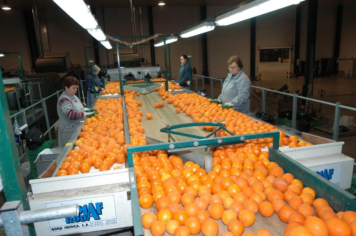 Copal de Algemesí se une las cooperativas de Pego, Gandia y Oliva integradas en Green Fruits
