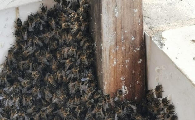 Enjambre en el pilar de madera de una vivienda. 