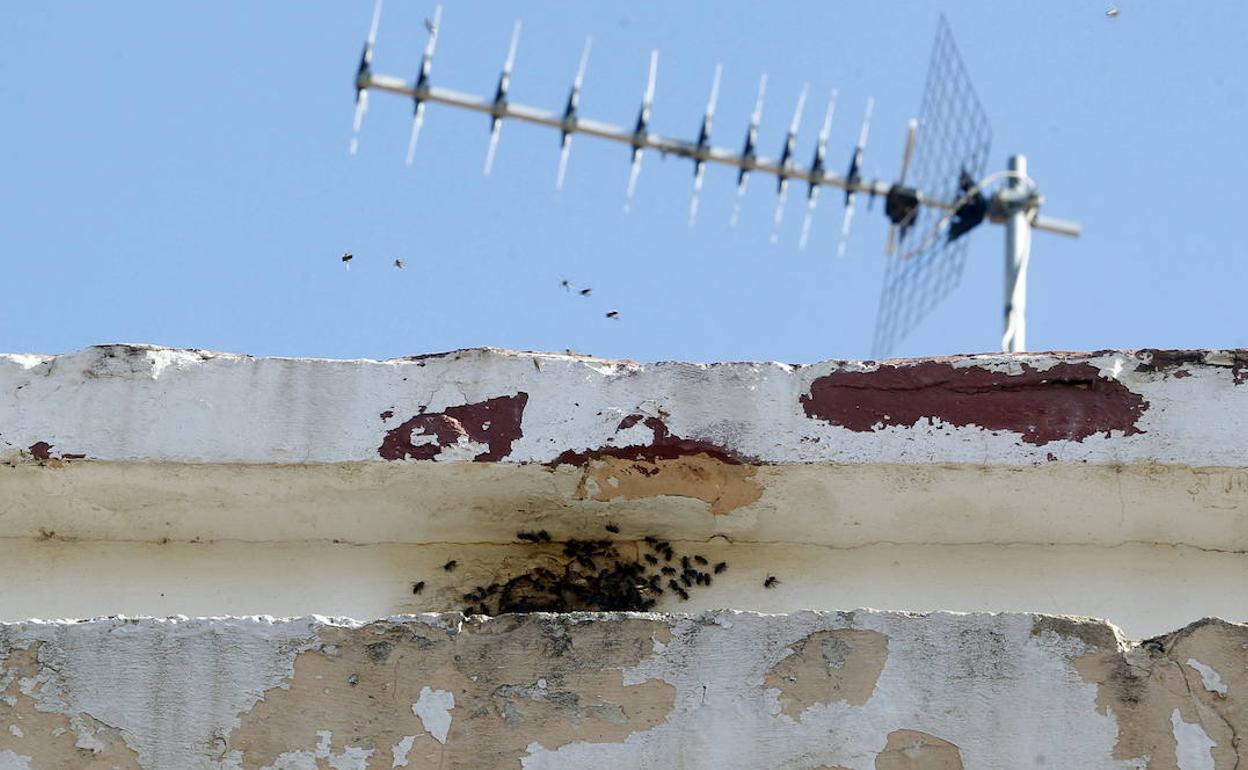 Abejas en una finca de Valencia. 