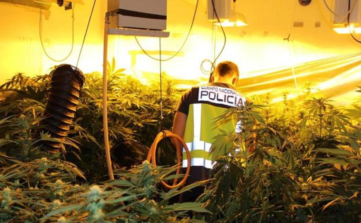 Un policía nacional en una plantación de marihuana. 