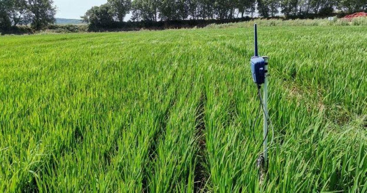 Cultivo de arroz en una parcela sin inundar, sólo con riego a goteo. lp