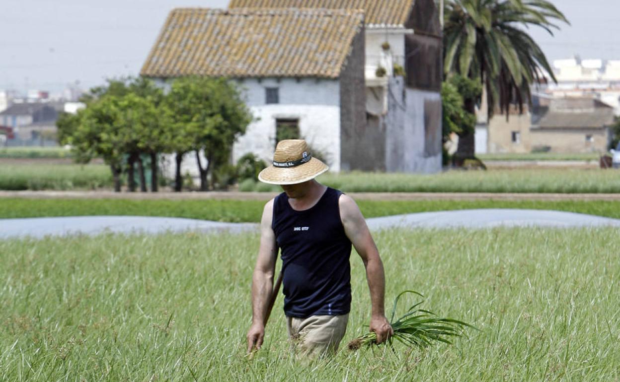 El futuro de la huerta sabe a horchata