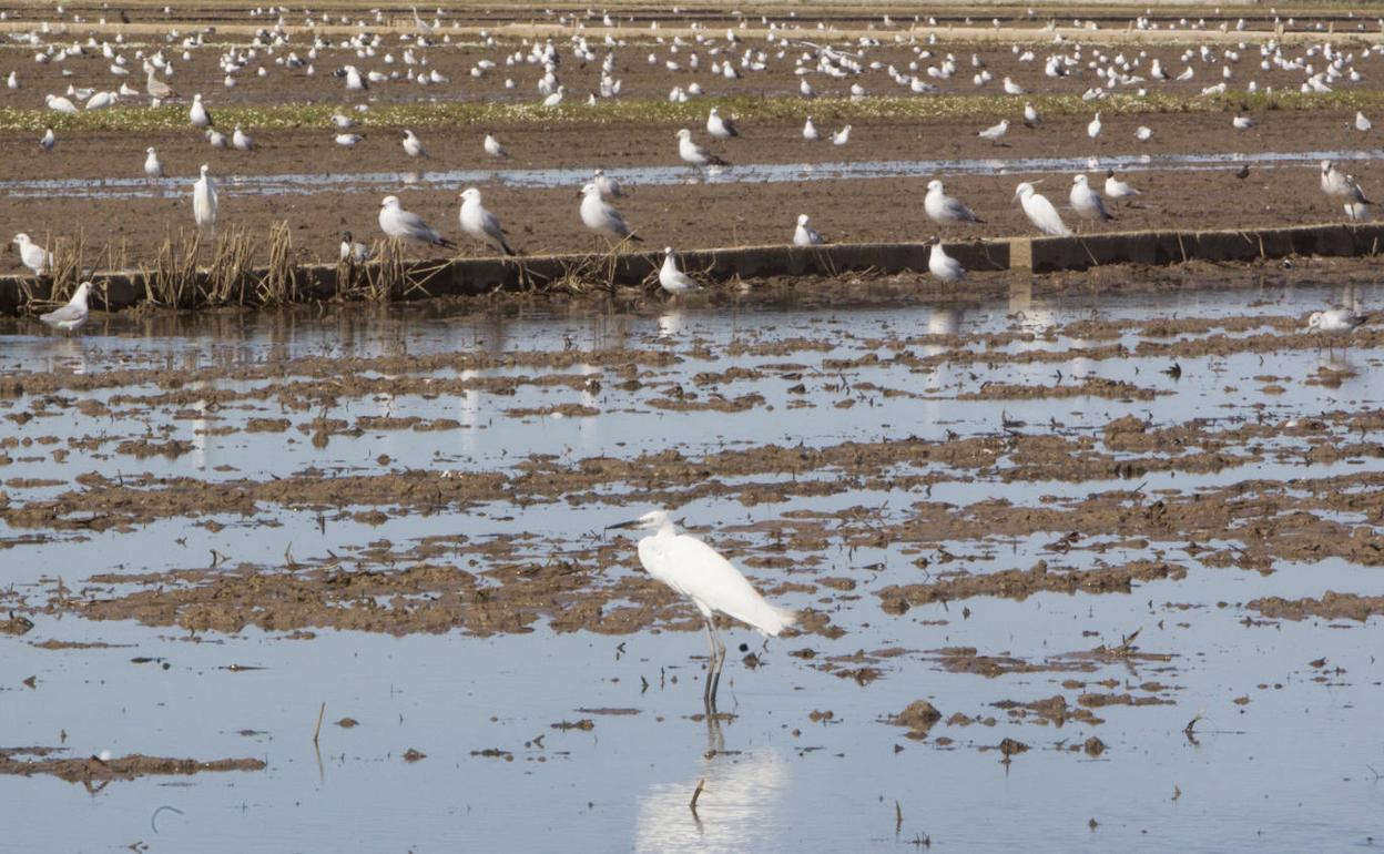 Aves en el Tancat de L'Estell. 