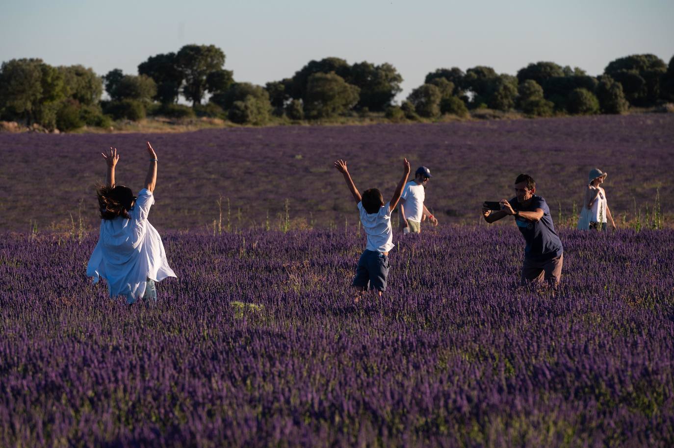 Fotos: Brihuega: Así es el campo de lavanda más espectacular del mundo